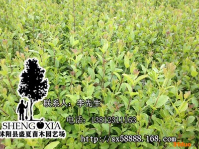 小叶女贞 花卉绿化  女贞苗木批发