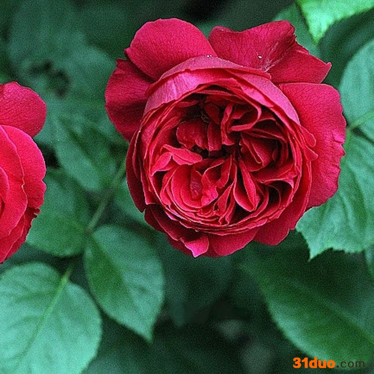 园林绿化花卉苗木  具体价格请来电咨询