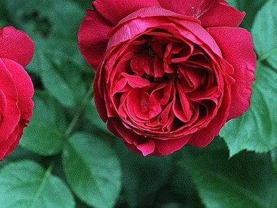 园林绿化花卉苗木  具体价格请来电咨询