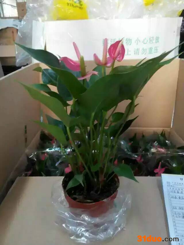 室内 花卉盆栽110# 净化空气 粉掌