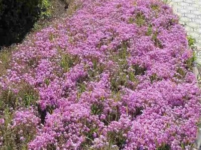 宿根花卉-丛生福禄考 大量出售丛生福禄考苗 量大优惠