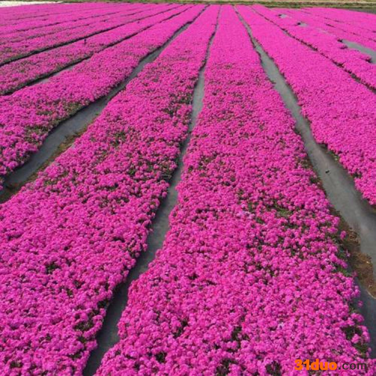 家万兴  花卉植被培育