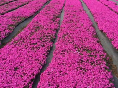 家万兴  花卉植被培育