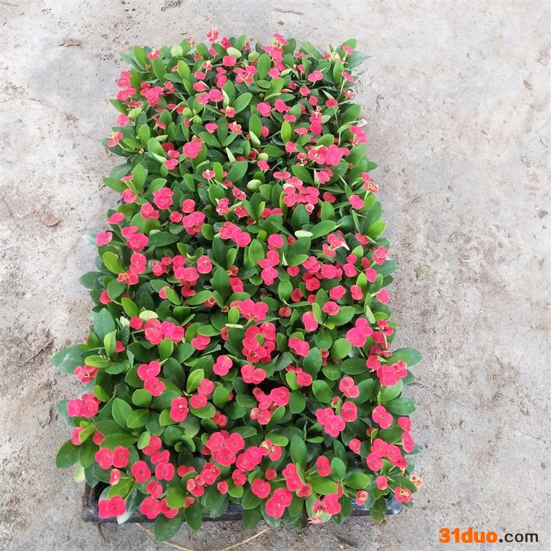 苗圃直供**铁海棠小苗盆栽花卉室内常绿观花植物 .