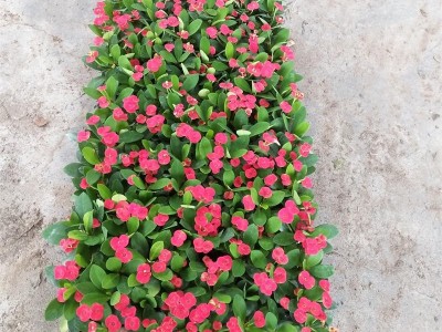 苗圃直供**铁海棠小苗盆栽花卉室内常绿观花植物 .