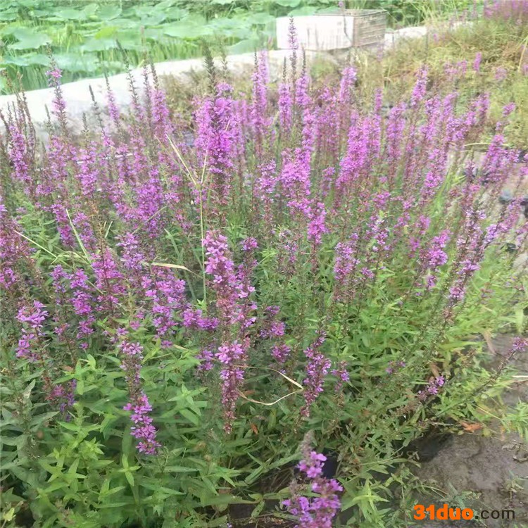 水生植物 水生植物花卉 水生植物批发 种类全+价格低+样式新