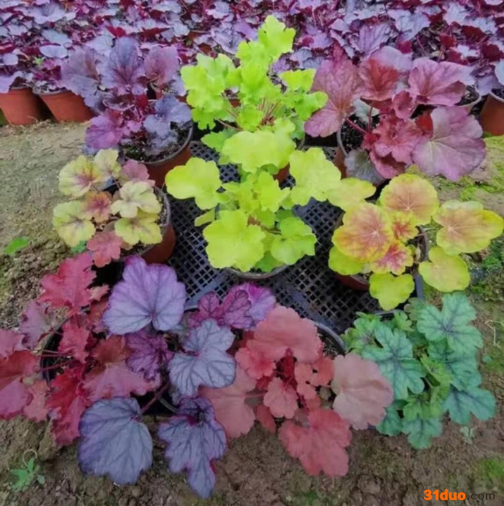 东辉花卉苗木   矾根 多色矾根 绿化草花 宿根花卉 苗圃直发 欢迎询价