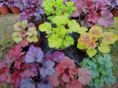 东辉花卉苗木   矾根 多色矾根 绿化草花 宿根花卉 苗圃直发 欢迎询价