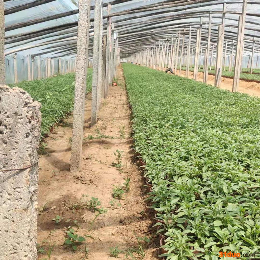 绿化工程花卉蓝花鼠尾草批发