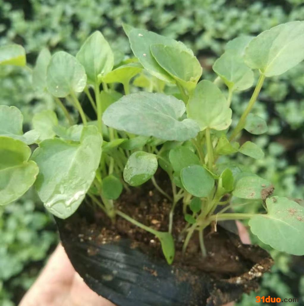 紫花地丁 园林绿化草花盆栽花卉批发采购