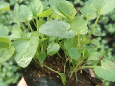 紫花地丁 园林绿化草花盆栽花卉批发采购