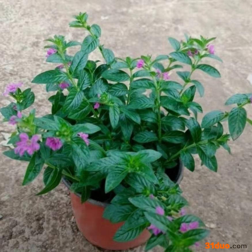 东辉销售  满天星  花卉苗木  花坛用花  小盆景 苗圃直发 欢迎询价