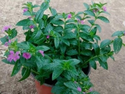 东辉销售  满天星  花卉苗木  花坛用花  小盆景 苗圃直发 欢迎询价