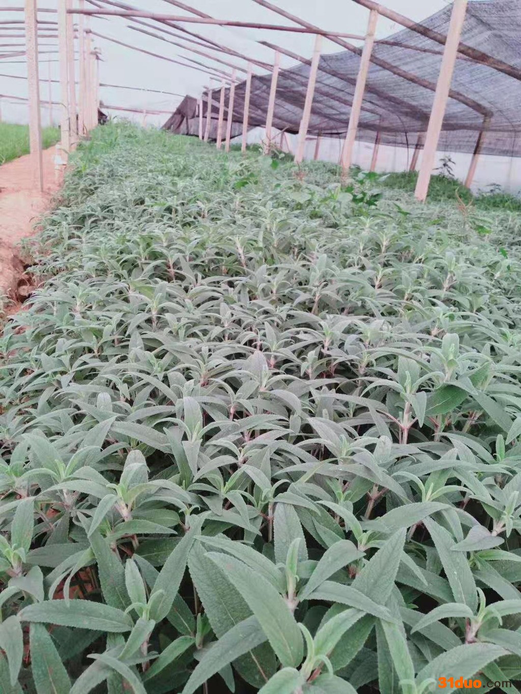 涵香花卉墨西哥鼠尾草鼠尾草墨西哥鼠尾草种植墨西哥鼠尾草批发