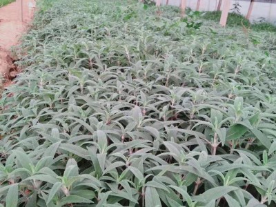 涵香花卉墨西哥鼠尾草鼠尾草墨西哥鼠尾草种植墨西哥鼠尾草批发