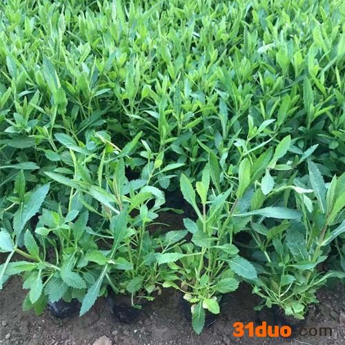 美丽花卉 马鞭草马鞭草价格马鞭草供应商马鞭草批发马鞭草种植马鞭草苗