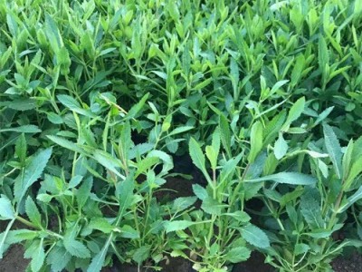 美丽花卉 马鞭草马鞭草价格马鞭草供应商马鞭草批发马鞭草种植马鞭草苗