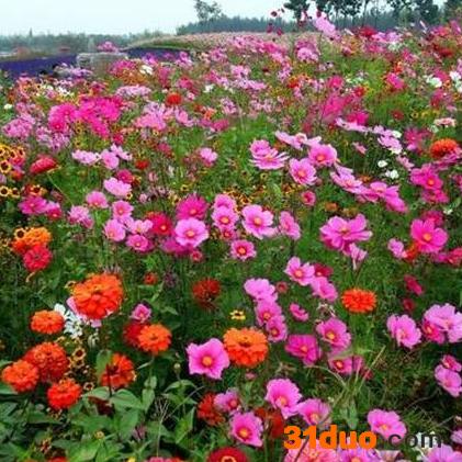 花卉种子批发零售草花种子