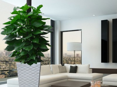 芜湖观叶绿色植物花卉租赁摆放租摆室内办公室园艺 芜湖花卉租赁 芜湖花卉植物租赁 芜湖室内办公室花卉植物绿植租赁摆放