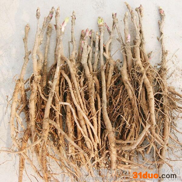 花卉种子、种苗