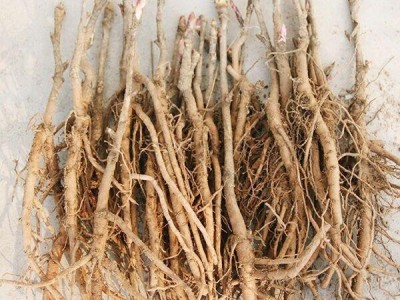 花卉种子、种苗