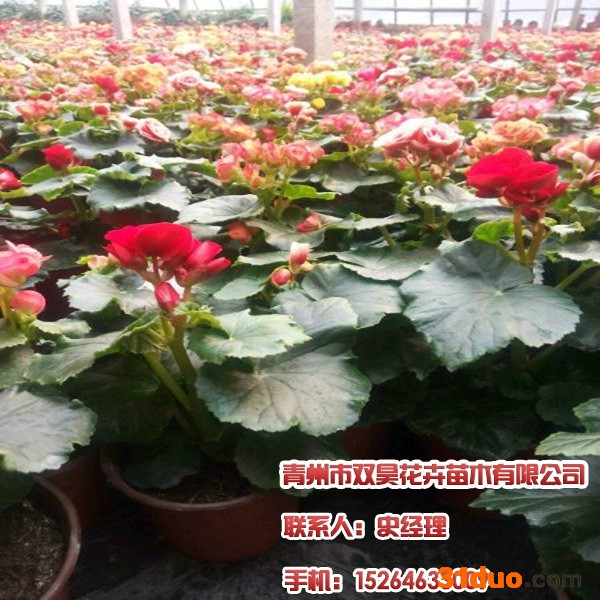 绿化宿根花卉,山东园林租摆，请找青州双昊花卉