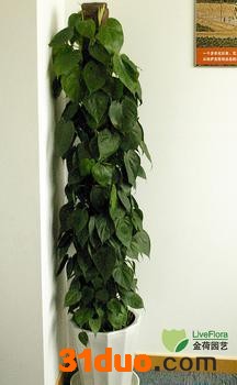 供应北京绿植租赁北京花卉租摆公司