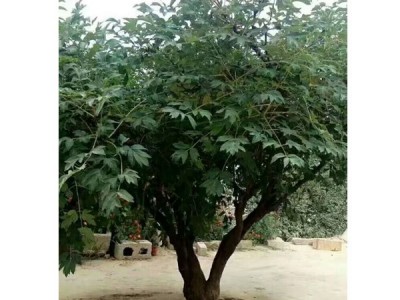 牡丹  品种牡丹    花卉种子紫斑牡丹 观赏紫斑牡丹