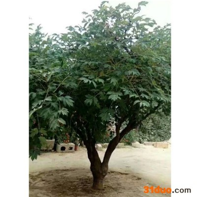 牡丹  品种牡丹    花卉种子紫斑牡丹 观赏紫斑牡丹