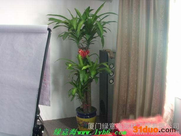 供应厦门专业花卉租赁公司 绿意海园艺