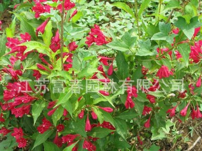 锦带  红王子锦带 锦带花基地直销 庭院花卉 红王子锦带