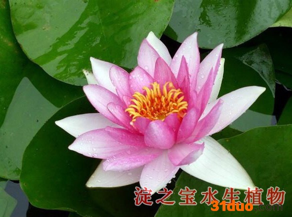 河北水生植物，淀之宝种植基地 花卉种子、种苗