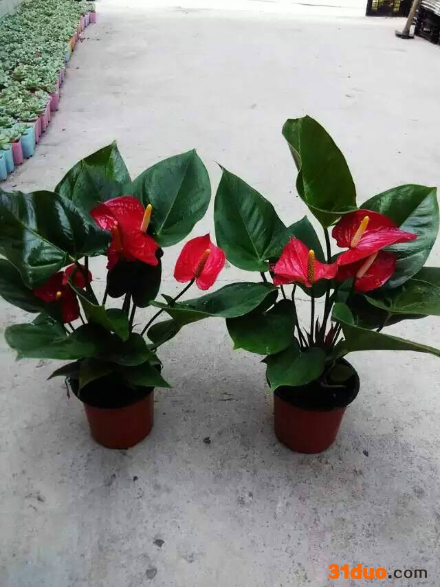 室内 花卉盆栽140# 红掌阿拉巴马