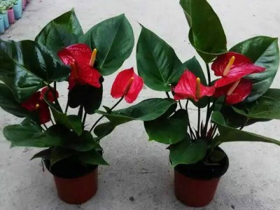 室内 花卉盆栽140# 红掌阿拉巴马