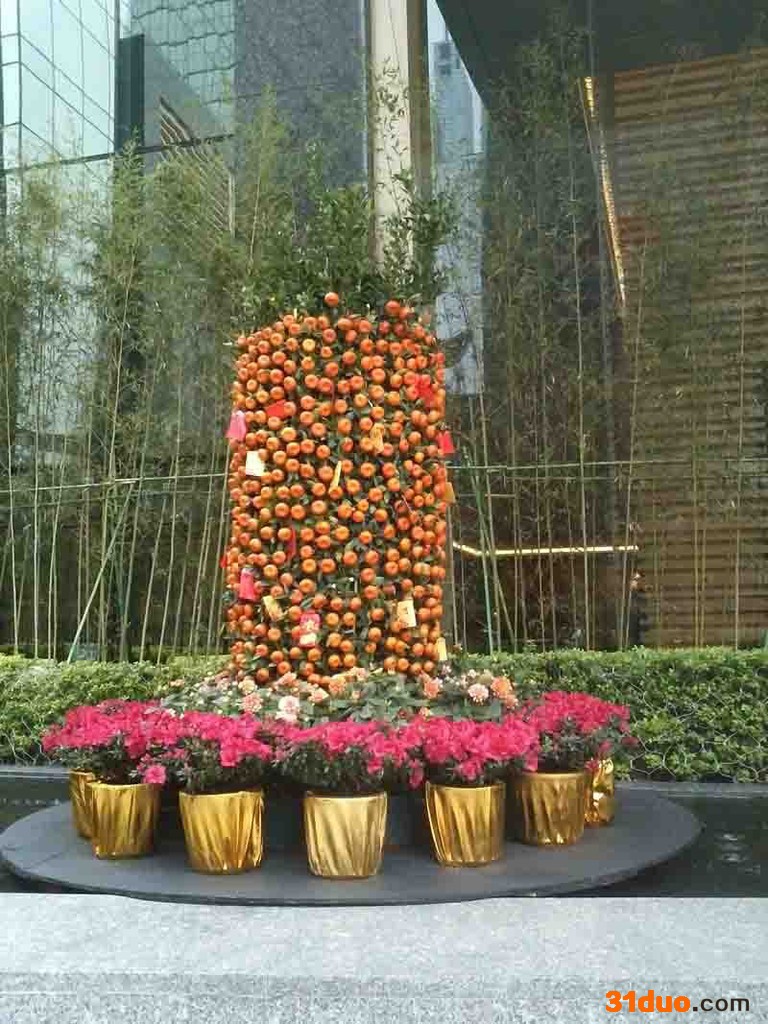 年宵花卉室内盆栽喜庆观果花卉植物金橘子盆景金桔树苗 带果