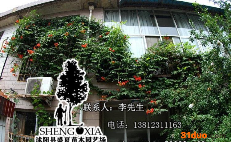 直销 美国凌霄 攀援花卉 庭院别墅绿化  爬藤植物 规格齐全