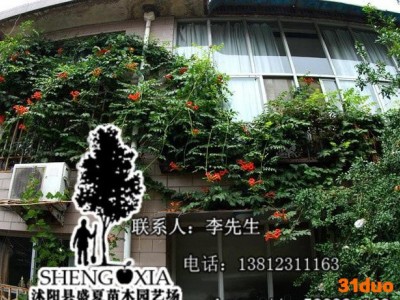 直销 美国凌霄 攀援花卉 庭院别墅绿化  爬藤植物 规格齐全