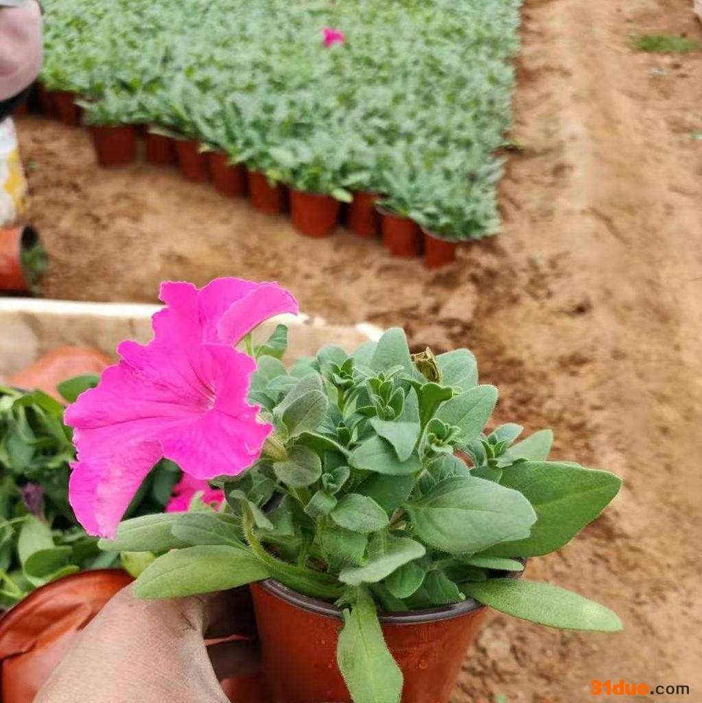 批发各种绿化带草坪花海造型用盆栽花卉矮牵牛