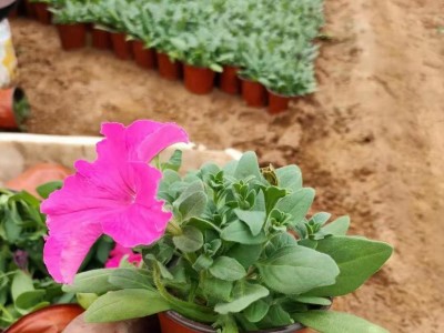 批发各种绿化带草坪花海造型用盆栽花卉矮牵牛