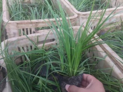 东辉花卉销售  青绿苔草  观赏草 苗木花卉  绿化用草  苗圃直发 欢迎询价