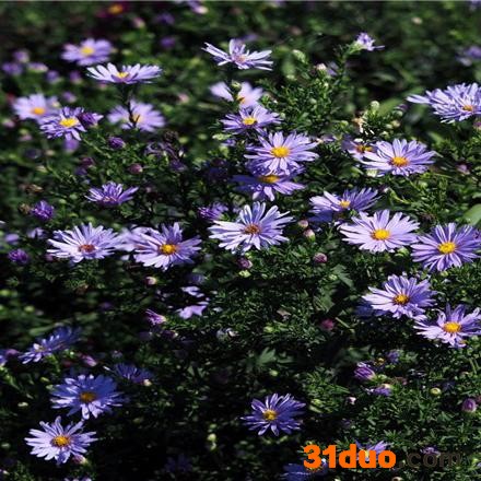 核心花卉 福禄考、辽宁福禄考 三七景天 德国景天18CM 核心花卉