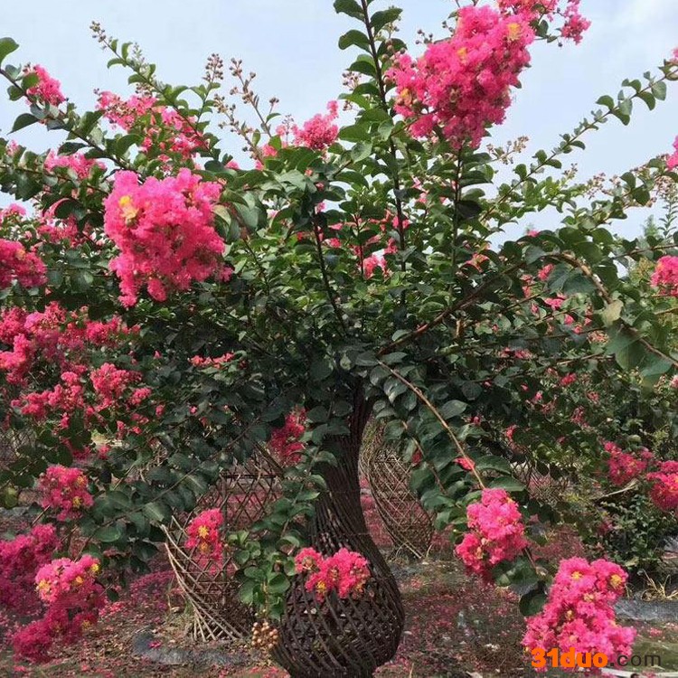 杜鹃种植基地 紫薇花瓶供应 花卉苗木供应