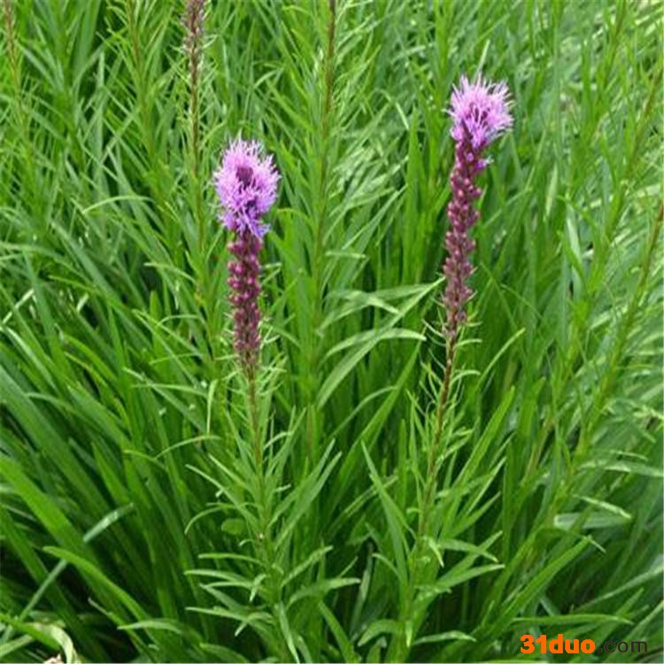 蛇鞭菊_辽宁蛇鞭菊扦插苗_蛇鞭菊小苗价格_辽宁核心花卉