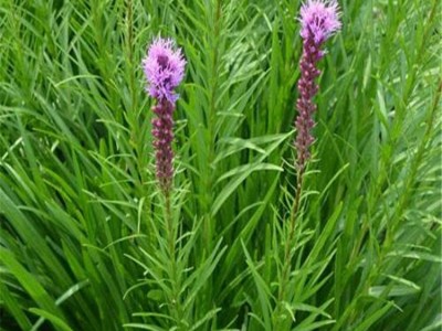 蛇鞭菊_辽宁蛇鞭菊扦插苗_蛇鞭菊小苗价格_辽宁核心花卉