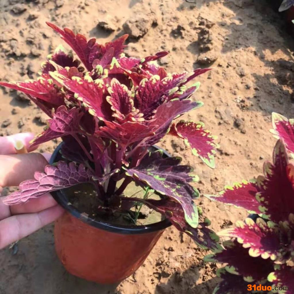 东辉花卉 金边彩叶 彩叶草 火焰彩叶  红黄彩叶  彩叶大盆小盆   欢迎询价