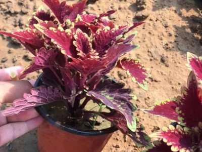 东辉花卉 金边彩叶 彩叶草 火焰彩叶  红黄彩叶  彩叶大盆小盆   欢迎询价