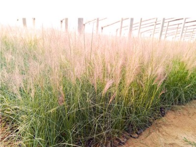 新大洲xdz 粉黛乱子草绿化苗木宿根花卉花卉种子花卉观赏草