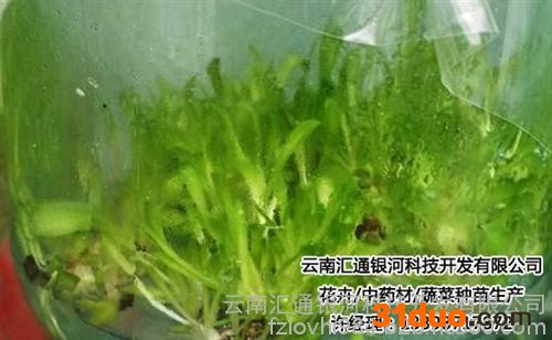 云南花卉种苗_汇通银河_云南花卉种苗批发