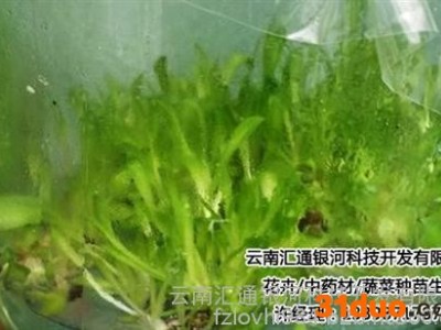 云南花卉种苗_汇通银河_云南花卉种苗批发