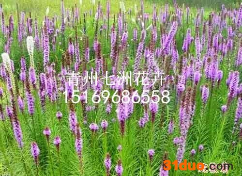 宿根花卉、宿根草花销售